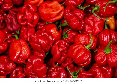 Hot Trinidad scorpion peppers in red  brown   yellow colour