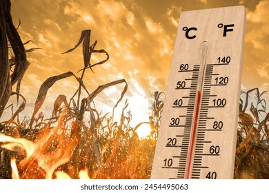Hot weather and crop loss concept. Heatwaves impact agriculture.