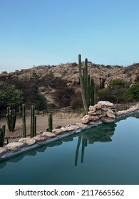 Hotel Outdoors Swimming Pool In Africa. Sunset Or Sunrise. Cactus And Palm In Desert Landscape.