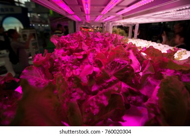 Hothouse with agricultural cultures and led lighting equipment