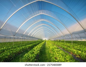 Hothouse used for growing strawberries in Karelia. Greenhouses for young strawberry plants on the field. Strawberry plantation. Long rows - Shutterstock ID 2175483089