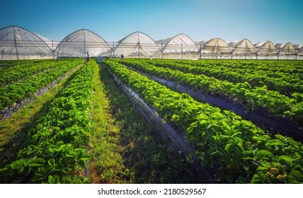 Hothouse used for growing strawberries in Karelia. Greenhouses for young strawberry plants on the field. Strawberry plantation. Long rows