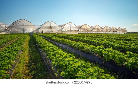 Hothouse used for growing strawberries in Karelia. Greenhouses for young strawberry plants on the field. Strawberry plantation. Long rows - Powered by Shutterstock