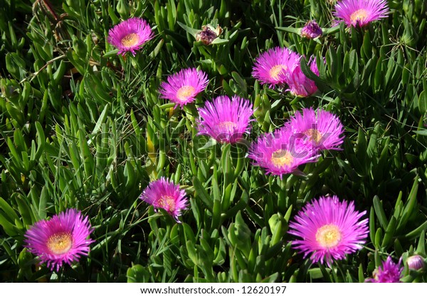 Suchen Sie Nach Hottentot Fig Carpobrotus Acinaciformis Matlike Succulent Stockbildern In Hd Und Millionen Weiteren Lizenzfreien Stockfotos Illustrationen Und Vektorgrafiken In Der Shutterstock Kollektion Jeden Tag Werden Tausende Neue Hochwertige