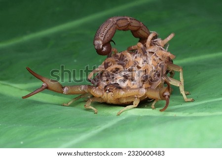 Hottentotta scorpion with babys on body, Hottentotta scorpion side view on green leaves