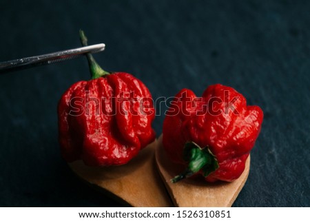 Hottest pepper in the world. Trinidad Scorpion Butch, thousands of times more spicy than Havana. On black slate background, with natural light. Spicy dark food food concept. An extreme spicy.