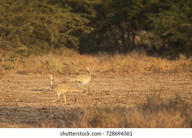 Houbara Bustard