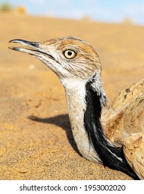 Houbara Bustard Close Up Shot