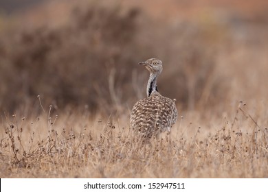 Houbara Bustard On Lanzarote