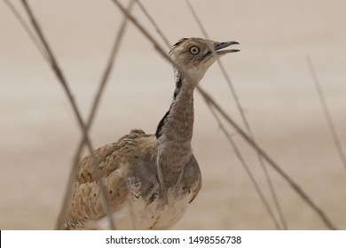 Houbara Bustard Walking Down The Path