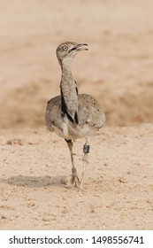 Houbara Bustard Walking Down The Path