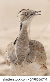 Houbara Bustard Walking Down The Path