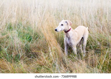 Hound 