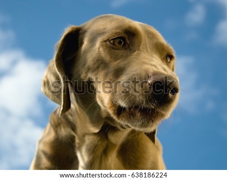 Similar – pursuer Dog Looking Snout