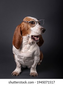 Hound Dog Female with glasses, laughing