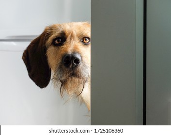 Hound Dog Peeping Around Door