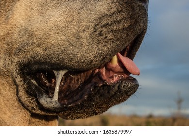 Hound Dog Slobber Macro Shot, Drool