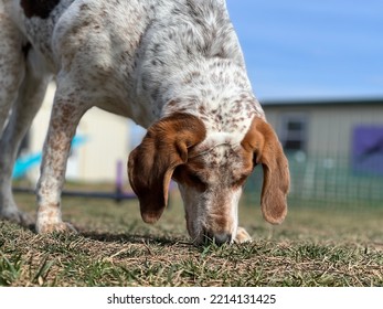 Hound Dog Sniffing Ground Outside 