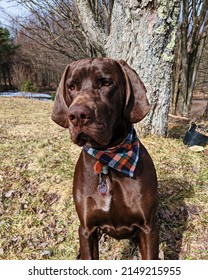 Hound Dog, Wearing Blue And Orange Bandana.