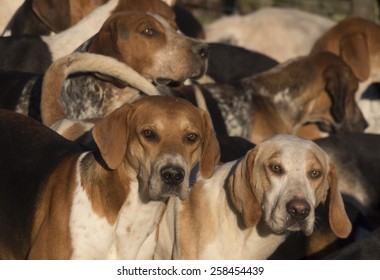 Hounds Ready For A Traditional English Fox Hunting Meeting In Derbyshire, UK