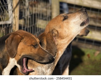 Hounds Ready For A Traditional English Fox Hunting Meeting In Derbyshire, UK