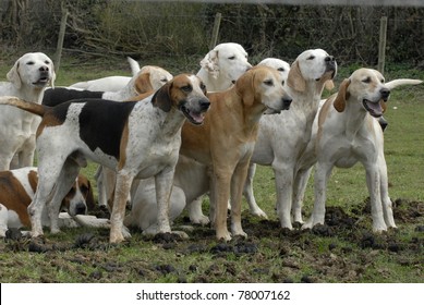 Hounds Waiting For The Hunt