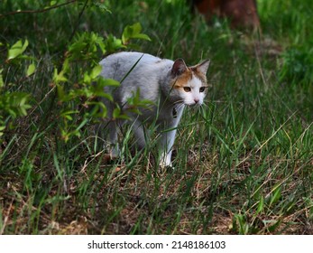 hounting cat in a field