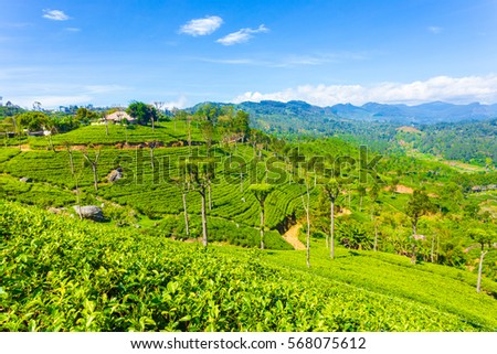 House atop a hill overlooks incredible scenic views of manicured tea plantation and neat plant rows below in the highland town of Haputale, Sri Lanka. Horizontal