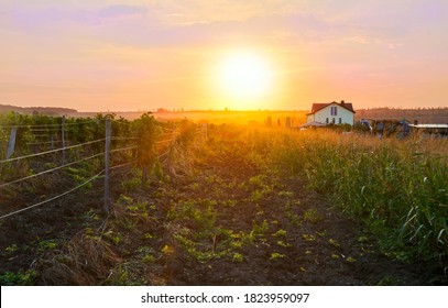 House in the background vineyards in the evening at sunset - Powered by Shutterstock