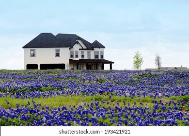 House in bluebonnet flower field