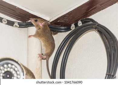 House brown Rat on Fiber-optic cable 