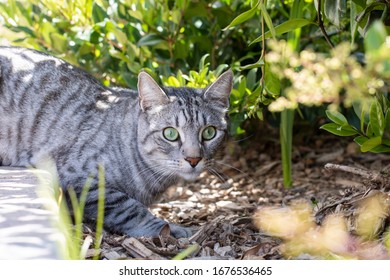 House Cat Hunting In The Bushes