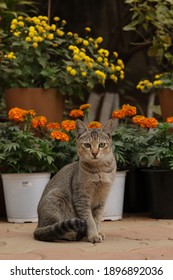 A House Cat Posing With It's Tail Wrapped Around It. Flowers Acting As Background.