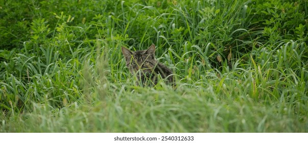 house cat in tall grass - Powered by Shutterstock