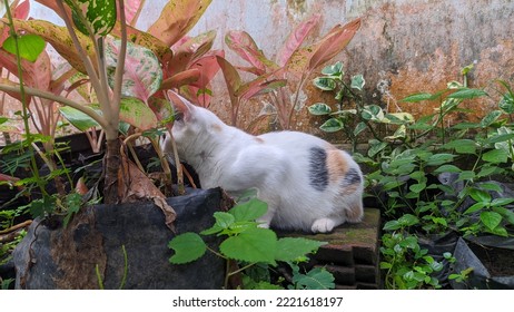 A House Cat That Is Hiding To Ambush Its Prey