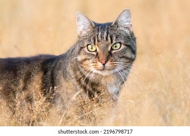 House Cat Walking Through The High Grass At Sunrise