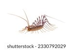 House centipede isolated on white background, Scutigera coleoptrata