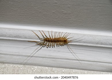 House centipede on the ceiling in the house