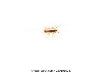 house centipede larva