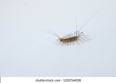 House centipede (Scutigera coleoptrata). The Flycatcher. Centipede flycatcher insect predator.