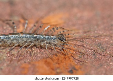 House centipede (Scutigera coleoptrata). Keoladeo Ghana. Bharatpur. Rajasthan. India.