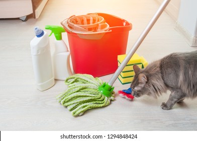 cat cleaning house