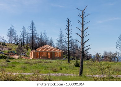 House Construction Is Going On From The Wild Fires Of 2017in Santa Rosa, CA. Dead Trees Are In Front And Behind The Construction. The Fields Are Green From Recent Rains. A Blue Sky Is Above.