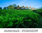 house in the countryside surrounded by tea plantations