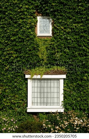 House covered in lush English ivy crawling everywhere clinging to outside of home with two windows popping through white trim textured glass flowers garden at bottom in yard in London, England town