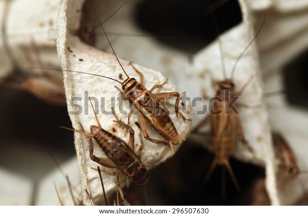 House cricket (Acheta domestica) on egg pack.\
Wild life animal.