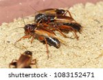 House cricket, African cricket, Mediterranean field cricket, Two-spotted cricket, Gryllus bimaculatus