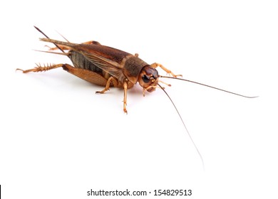  House Cricket Isolated On White 	