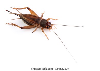  House Cricket Isolated On White 	