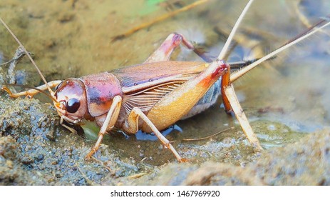 A House Cricket Standing In The Water